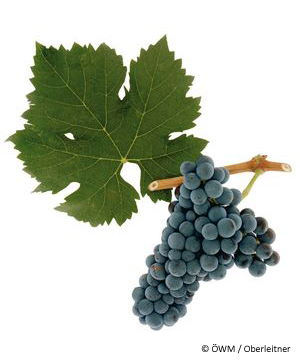 cabernetfranc